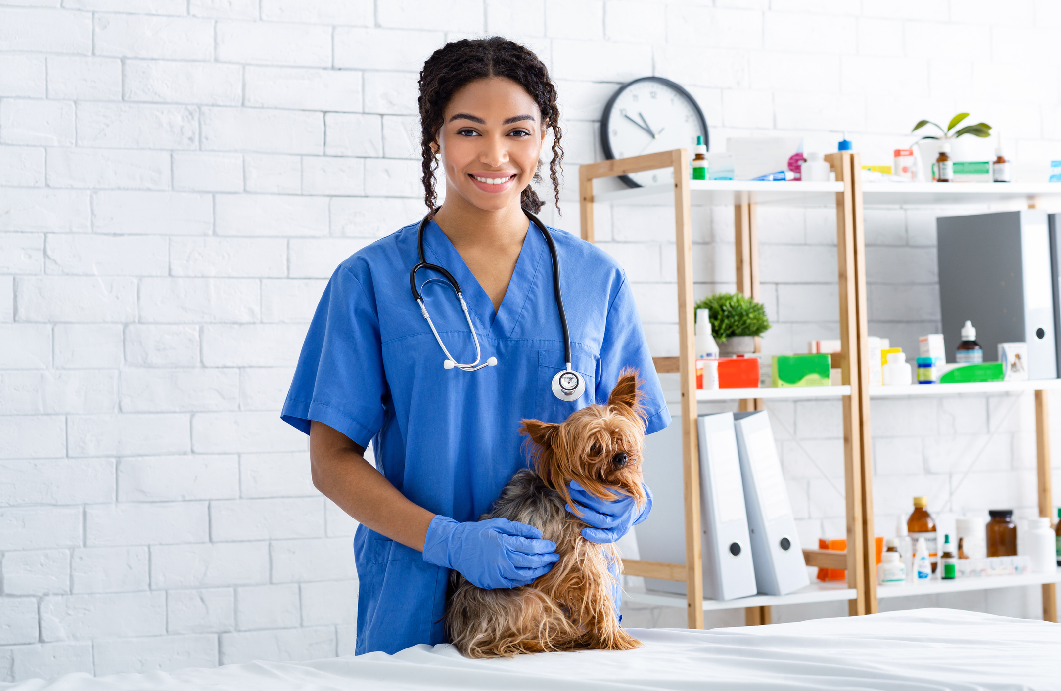 Portrait of happy African American vet doctor with cute little dog at animal clinic Portrait of smiling African American vet doctor with cute little dog at animal clinic